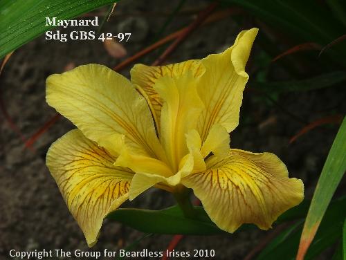 Maynard Sdg GBS 42-97 (3)